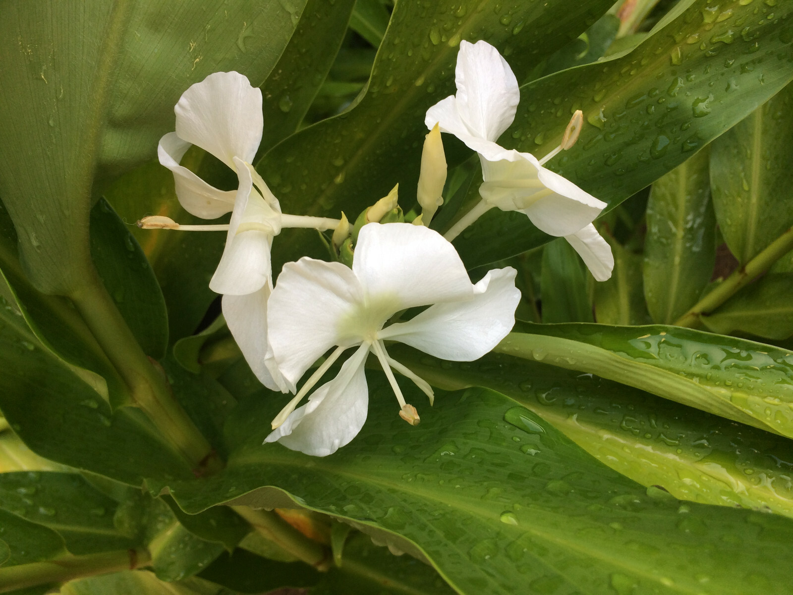 White Ginger (Hedychium coronarium) Fragrant, Beautiful, Hardy, Easy BIG BULBS +