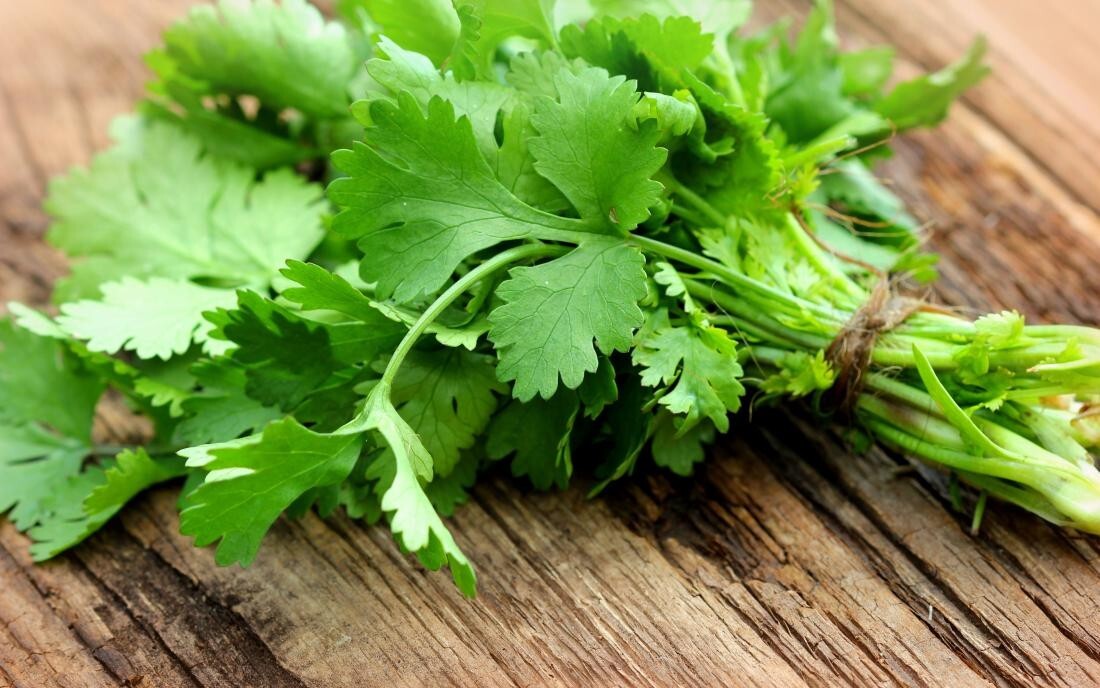 CILANTRO 10 FRESH HERB SEEDS FREE USA SHIPPING