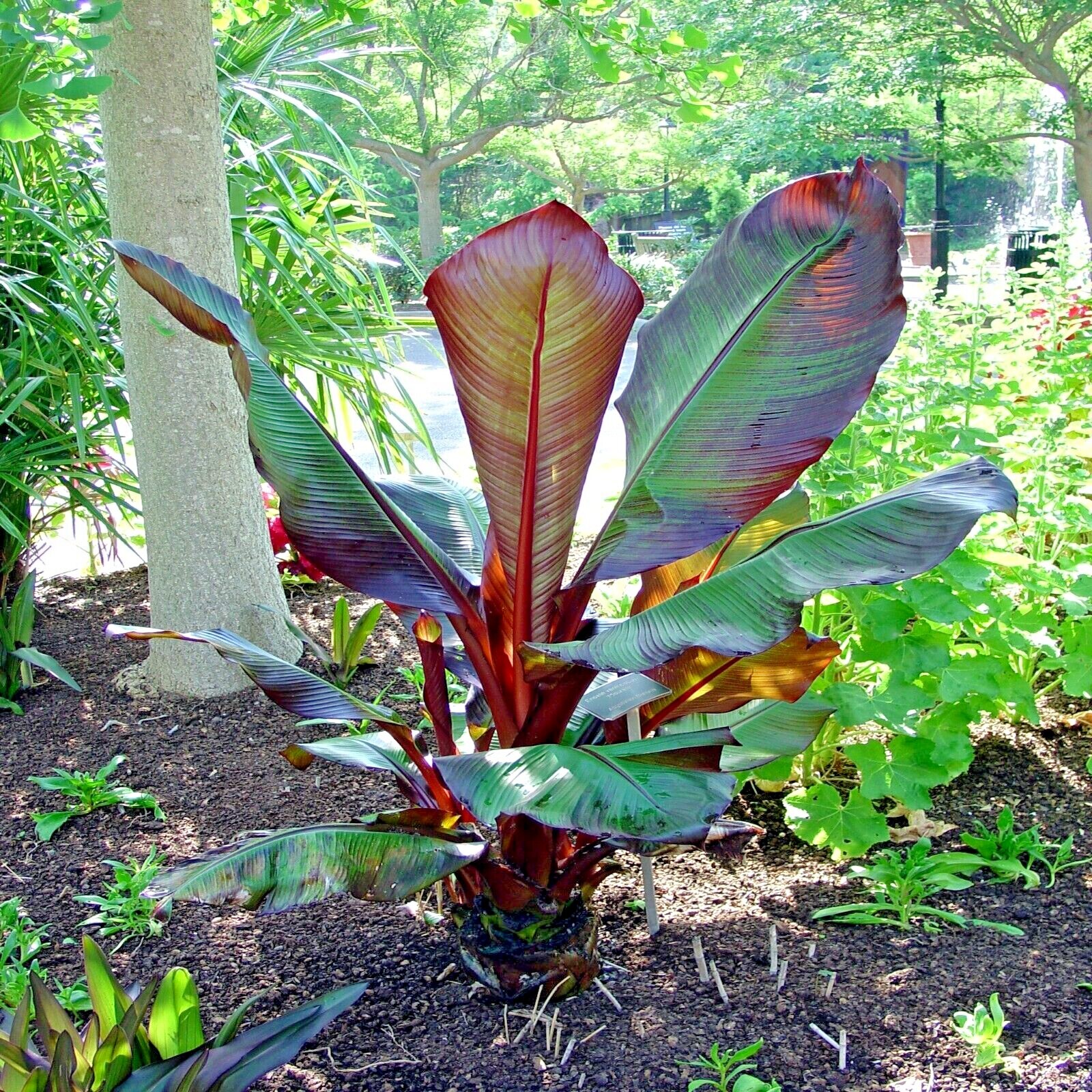 5 Red Abyssinian (Musa Ensete ventricosum) False Banana Plant Tree Seeds RARE
