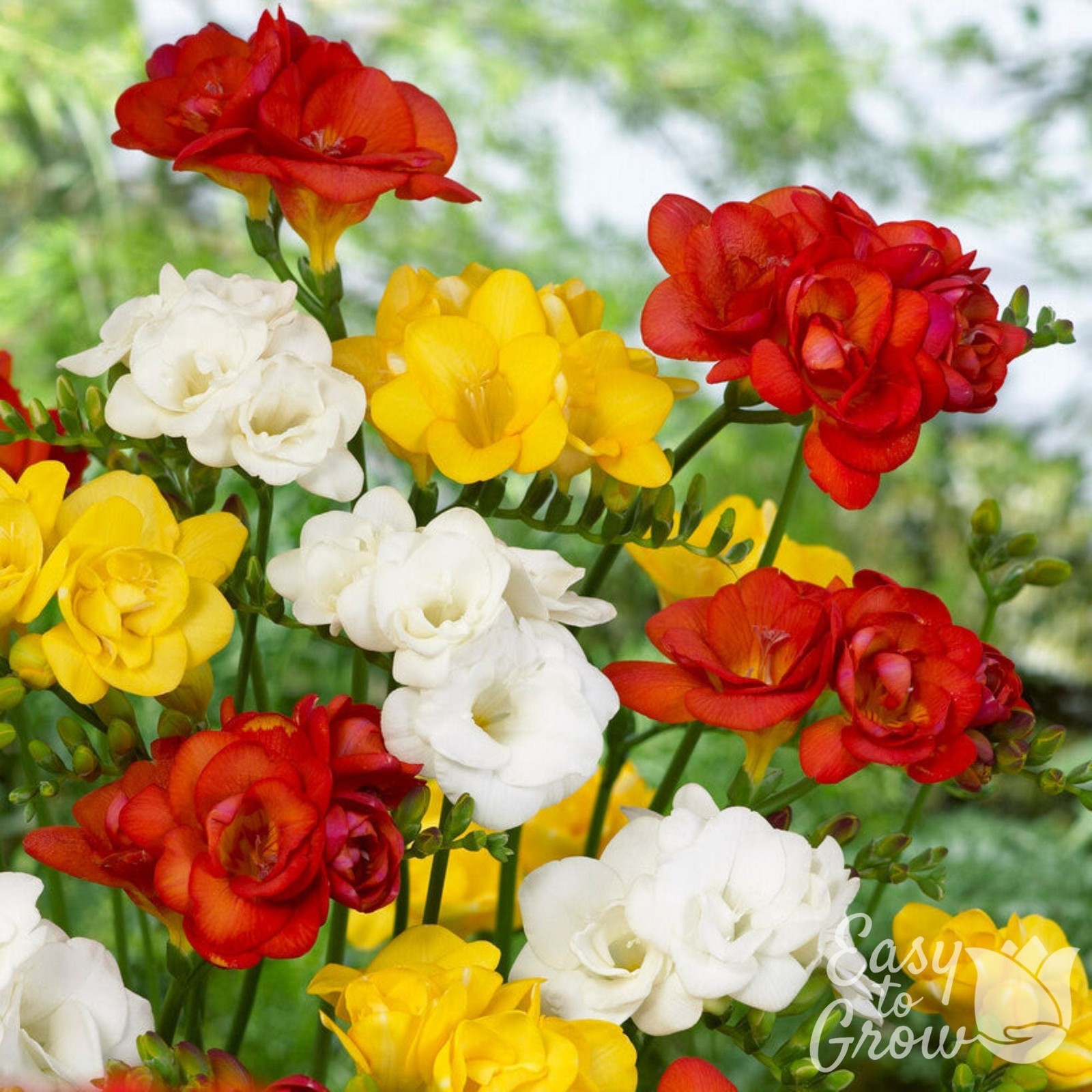 Freesia Fire & Ice Collection 45 Bulbs, Red Yellow & White Spring Flowers in Sun
