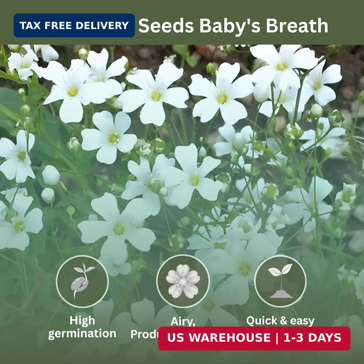 Baby’s Breath Seeds – 20,000+ Seeds – 1 oz Bulk Resealable Packet – Quick Bloomi