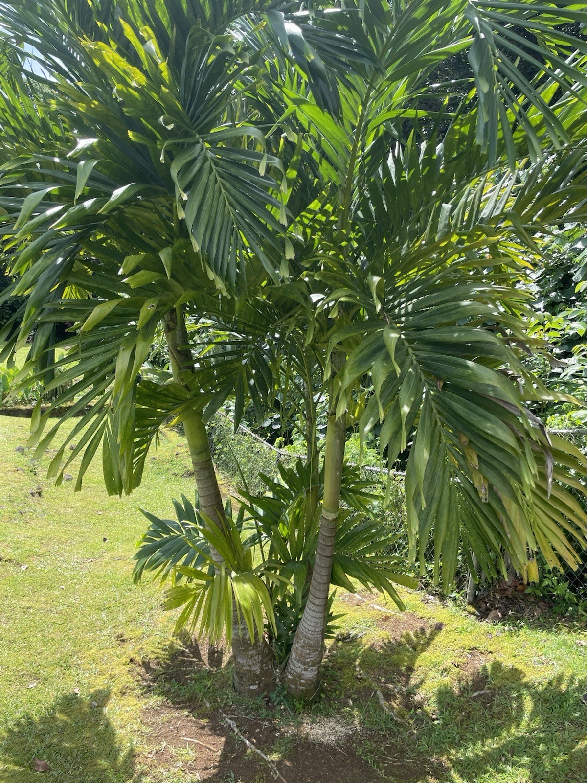 50 Seeds Christmas Manila Palm Tree Adonidia merrillii HAWAII GROWN Manoa Oahu
