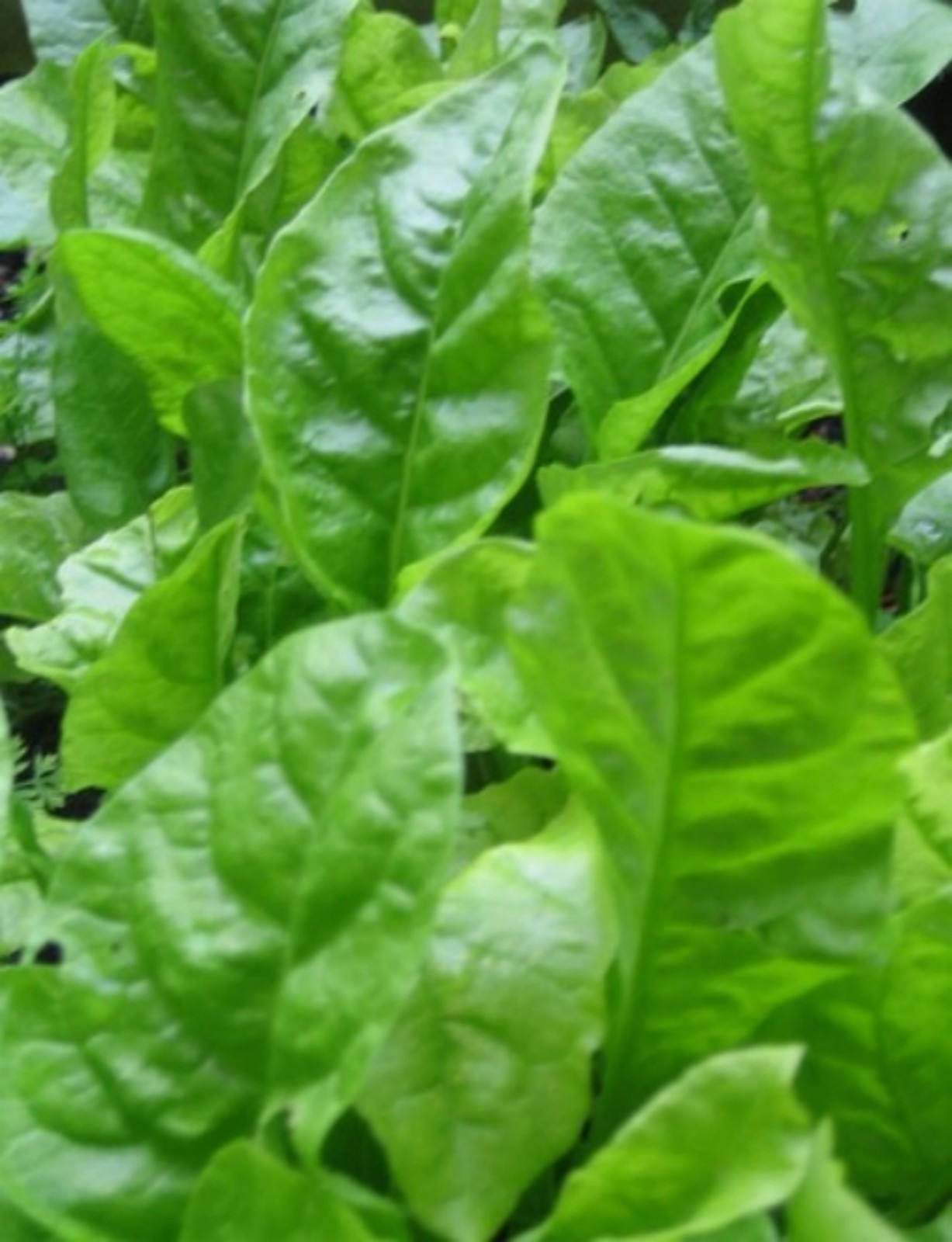 Spinach Seeds- Organic- Gigante D’Inverno 200+ 2021 Seeds $1.69 Max. Shipping