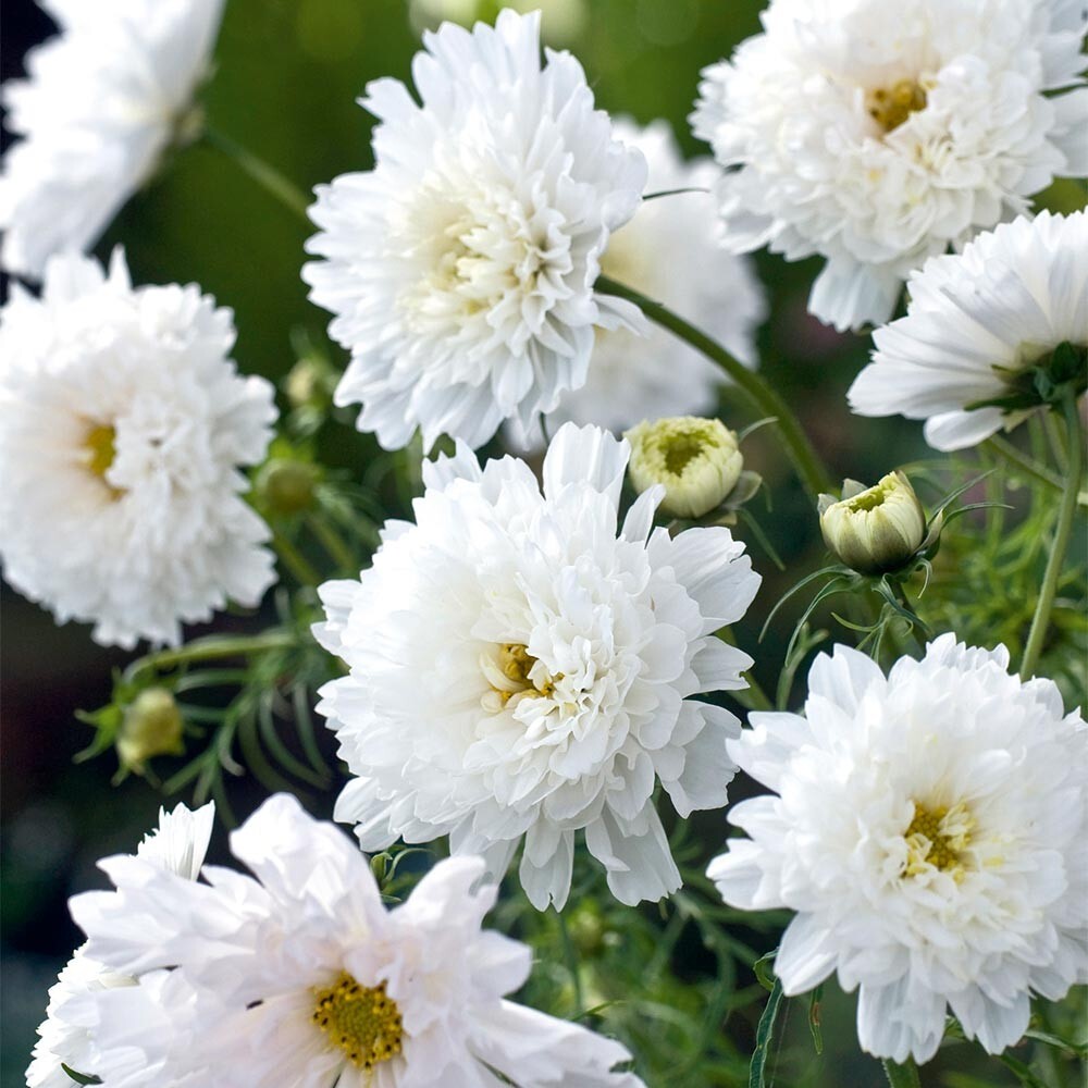 200+ Double Click White Knight Cosmos Seeds for Garden – USA – FREE SHIPPING!