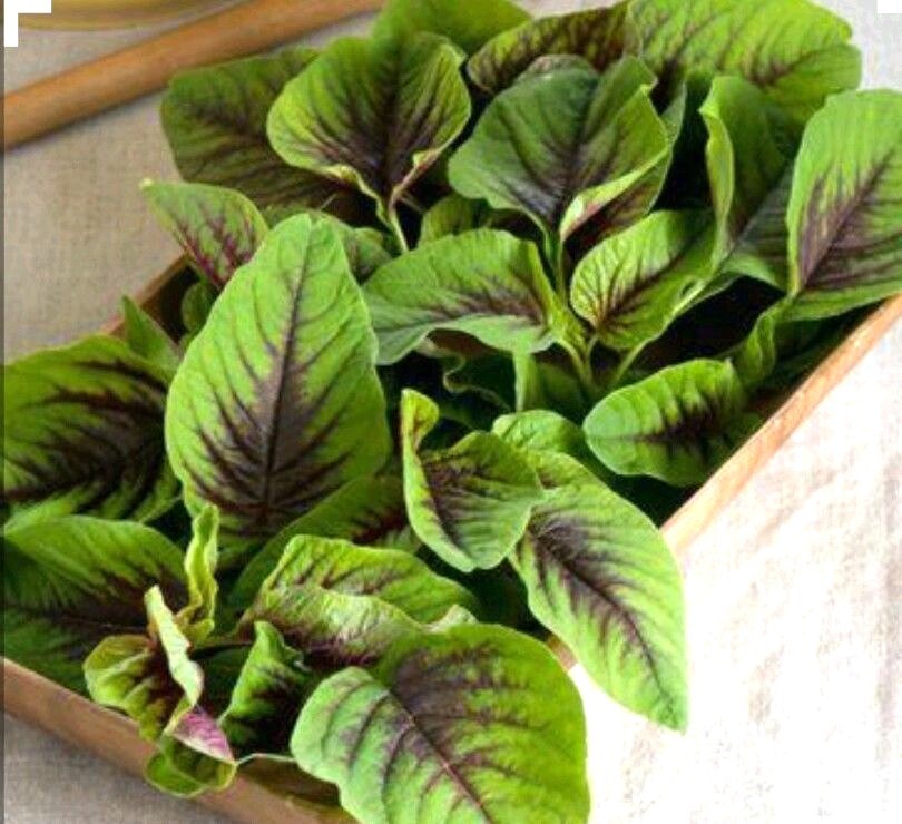 500 RED GARNET AMARANTH Seeds-Non GMO-Organic-Open Pollinated