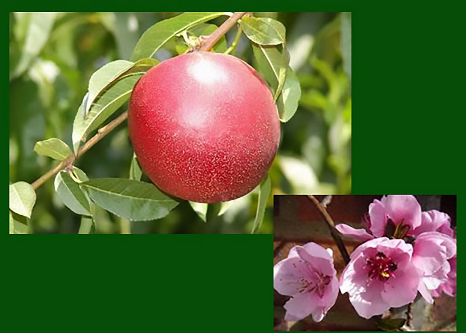Nemaguard Peach, Prunus persica nemaguard, Seeds