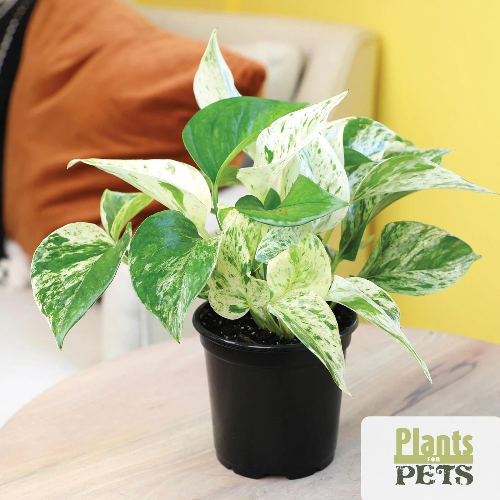 Essential Houseplant Collection (4PK) Live Plants Indoor Plants Live Housepla…