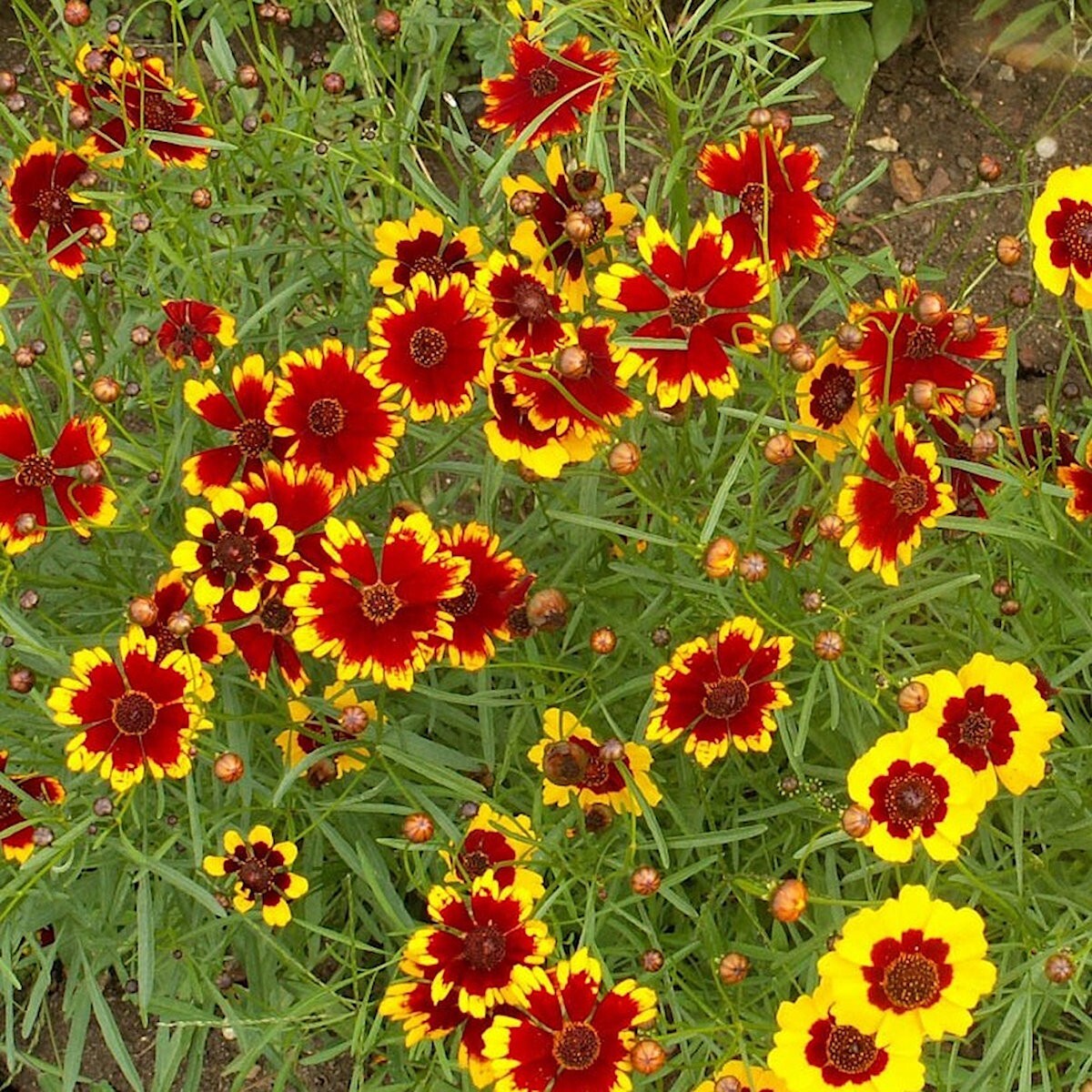 2000 Dwarf Plains Coreopsis Wildflower Seeds – Everwilde Farms Mylar Seed Packet