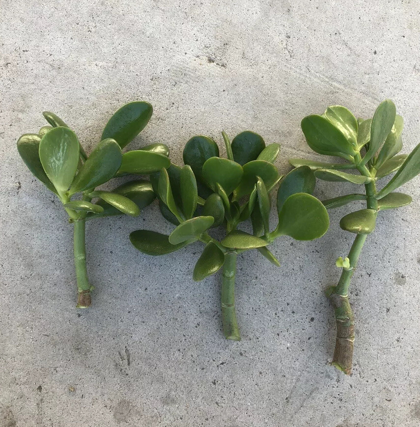 3 Jade Plant Fresh Cutting Money Plant Ready To Plant No Root