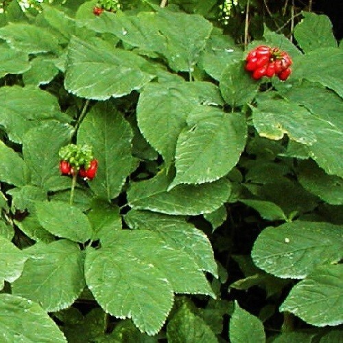 100 Fully Stratified American Panax Quinquefolius Ginseng Seeds 2025 Harvest USA
