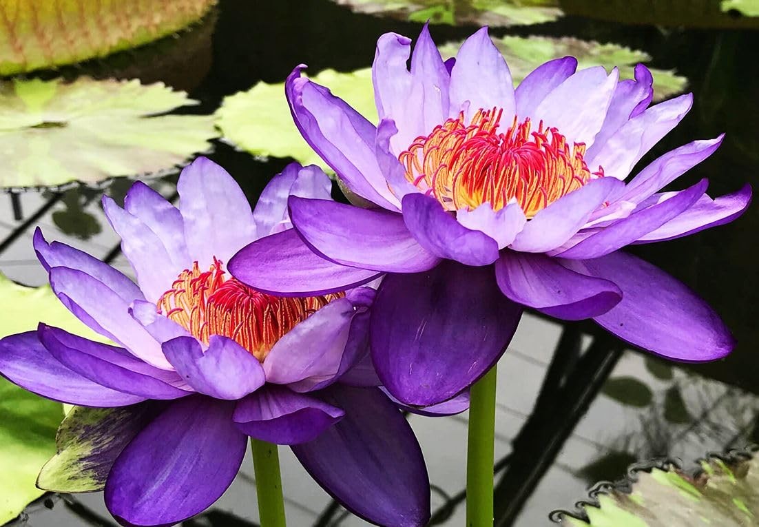 30 PCS Lotus Seeds for Water Lilies – Pink, Purple, Red Aquatic Plants