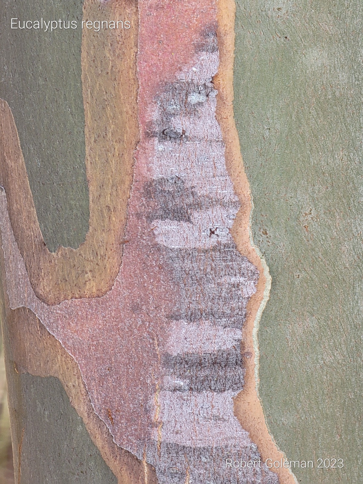 Eucalyptus regnans – Mountain Ash – Fresh Seeds – Extremely Rare in Cultivation!