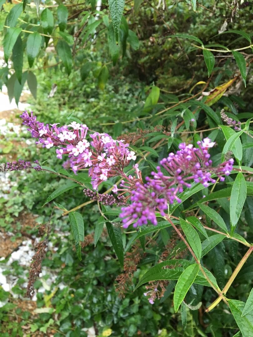 500 + Seeds of PINK Delight Butterfly Budhelia Bush True Perennial USA Seller