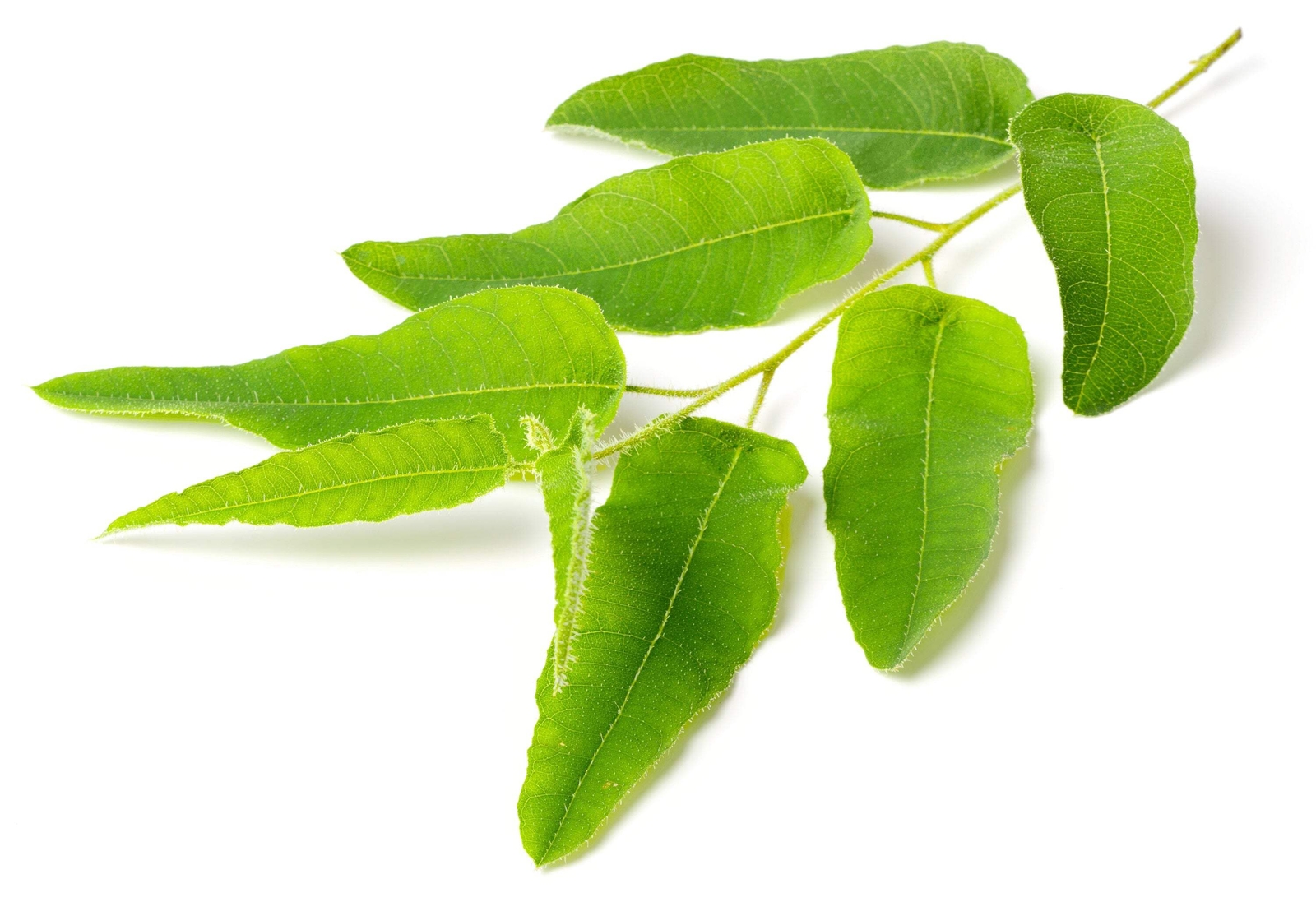 50 LEMON SCENTED EUCALYPTUS Citriodora Tree Lemon Bush Spotted Gum Flower Seeds