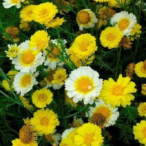 Crown Garland Daisy Seeds AKA Chrysanthemum coronarium antimonio mirabeles Moya