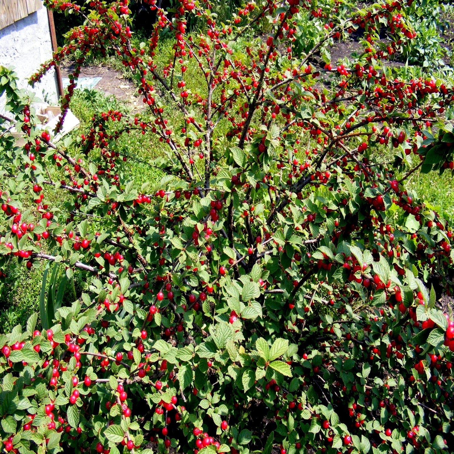 Nanking Chinese Dwarf Cherry Tree Seeds (Prunus tomentosa) Fruit Fast, Hardy-2