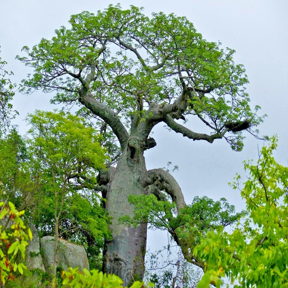 10 Baobab Seeds Adansonia digitata Tree of Life Rare Monkey Bread Bonsai Plant