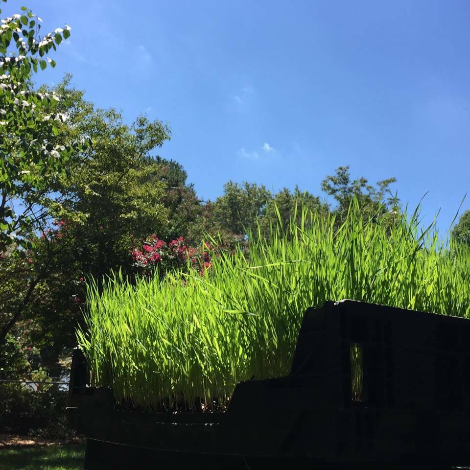 -2LBS-WHEATGRASS(SEED)HARD-RED-WINTER WHEAT NON-GMO VERY HIGH GERMINATION RATE!!