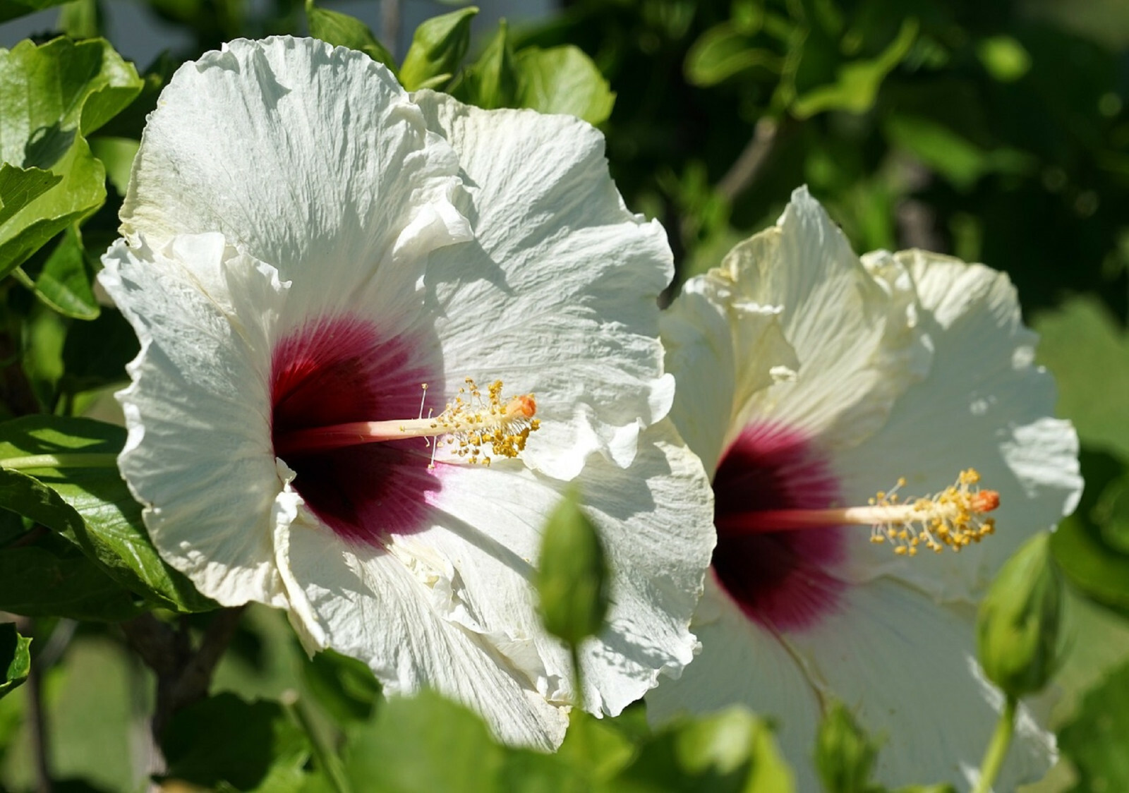 25 WHITE HIBISCUS SEEDS (Crimson Eye) | Perennial Flower