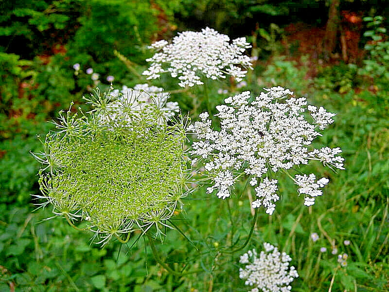 BULK, QUEEN ANNS LACE 10,000 SEEDS, DAUCUS CAROTA, WILD CARROT, HARDY