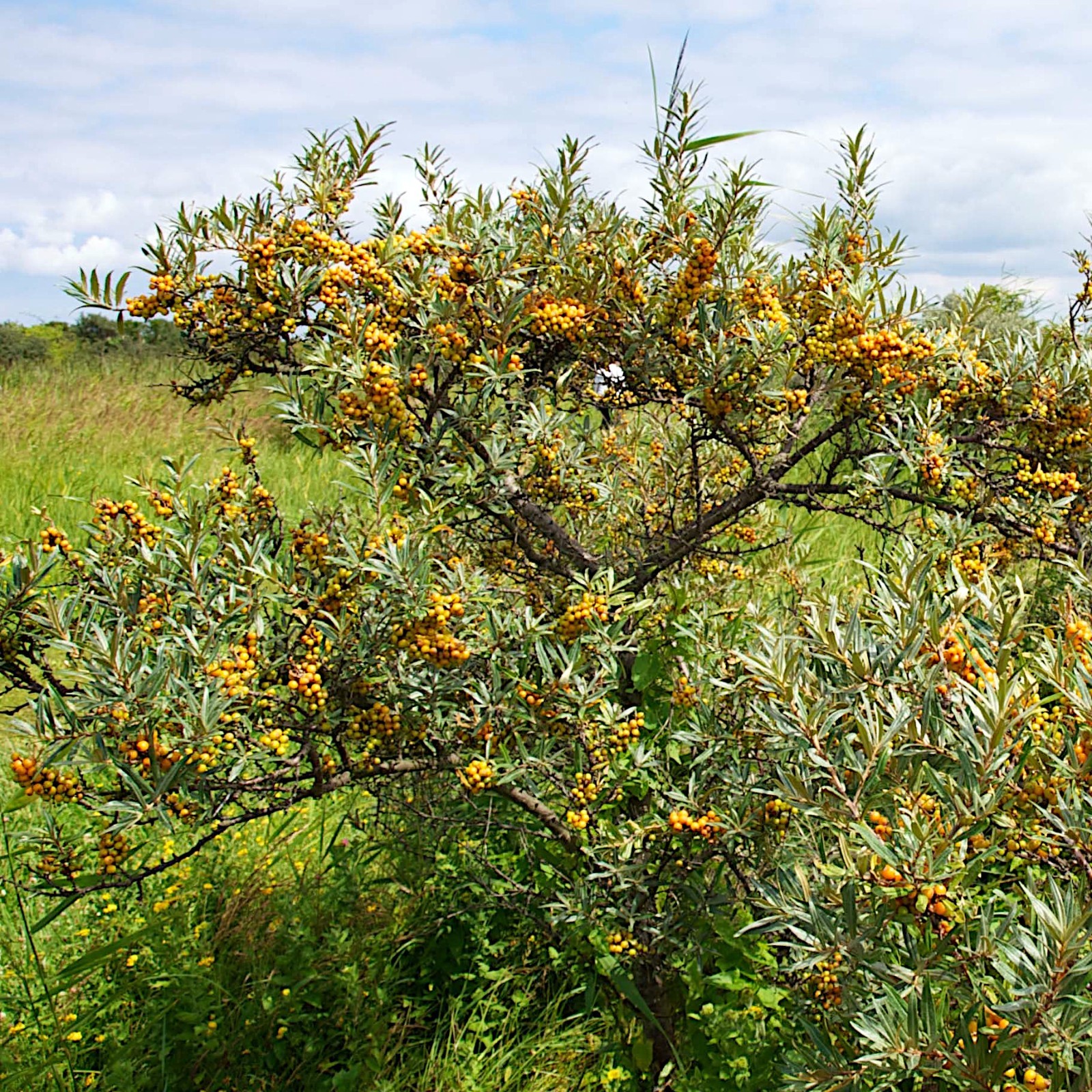 Sea Buckthorn “Seaberry” Tree Seeds (Hippophae Rhamnoides) Cold Hardy Fruit