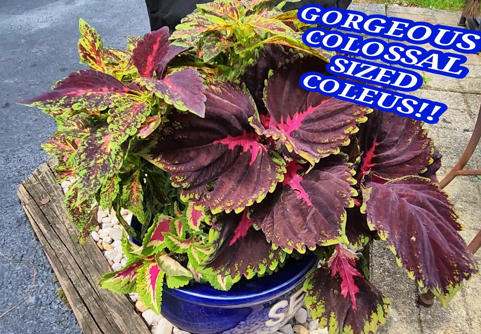 JIM’s CHOICE 8 PACK COLORFUL COLEUS SEEDS FREE SHIPPING
