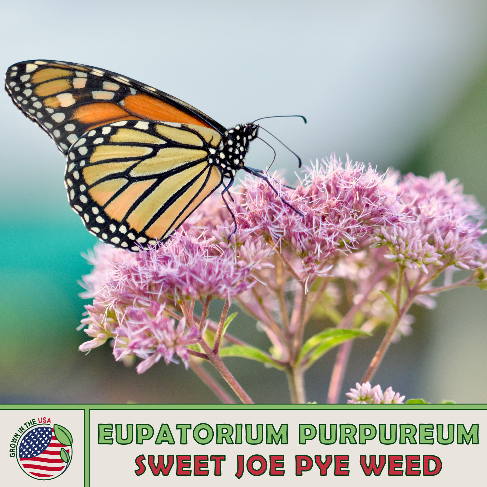 500 Sweet Joe Pye Weed Seeds, Perennial, Bee & Butterfly Attractor, Genuine USA
