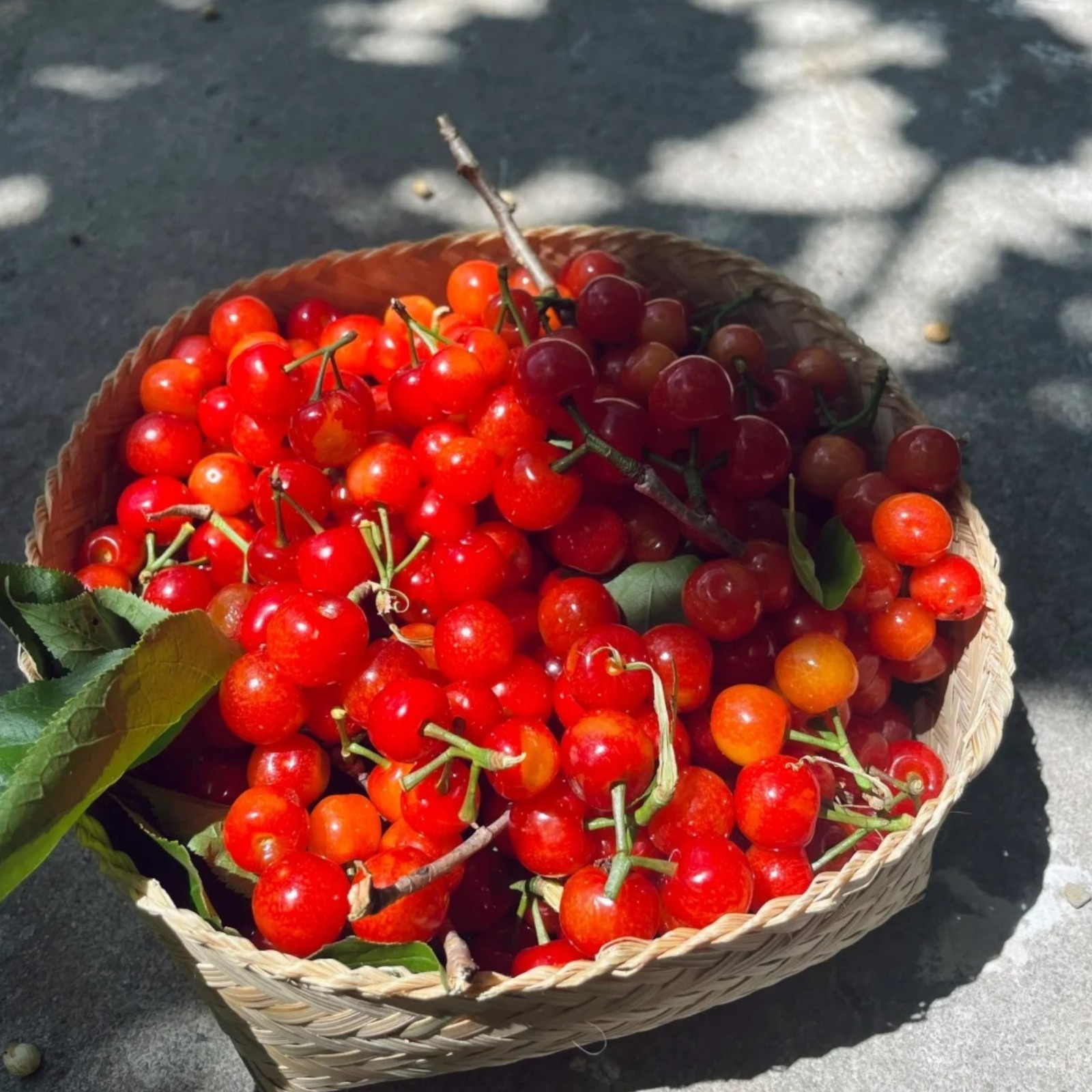30 Sweet Cherry Seeds – Juicy Red Cherries for Home Orchards & Backyard Gardens