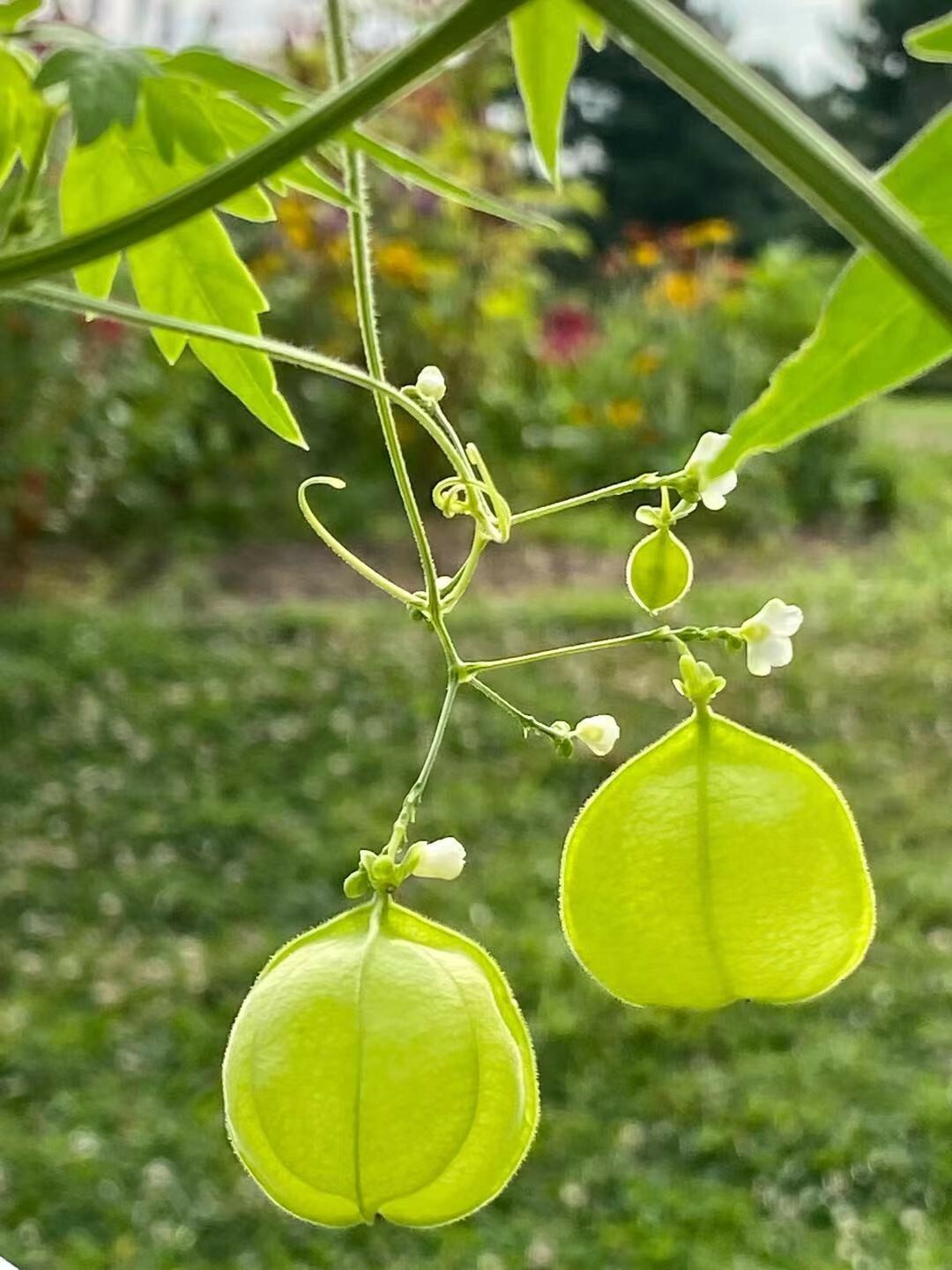 Balloon Vine( Love in a Puff) Seeds  25 Seeds