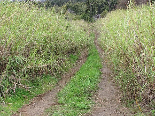 Cenchrus purpureum | Elephant Grass | 10 Seeds