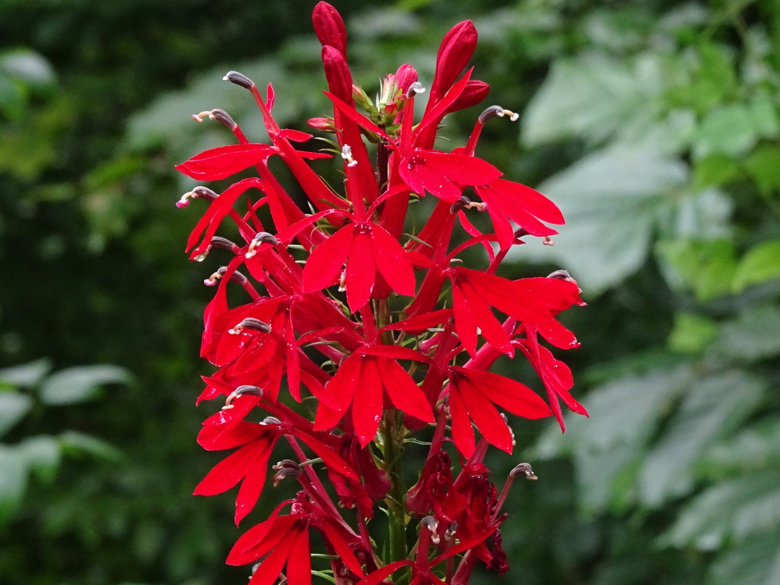 Cardinal Flower Lobelia Cardinalis Native for Hummingbirds 2000 seeds from 2023