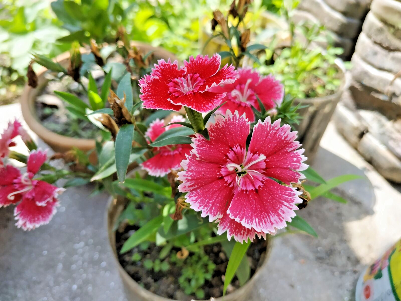 1000 SWEET WILLIAM Seeds (Dianthus barbatus) Perennial Flowering House Plant