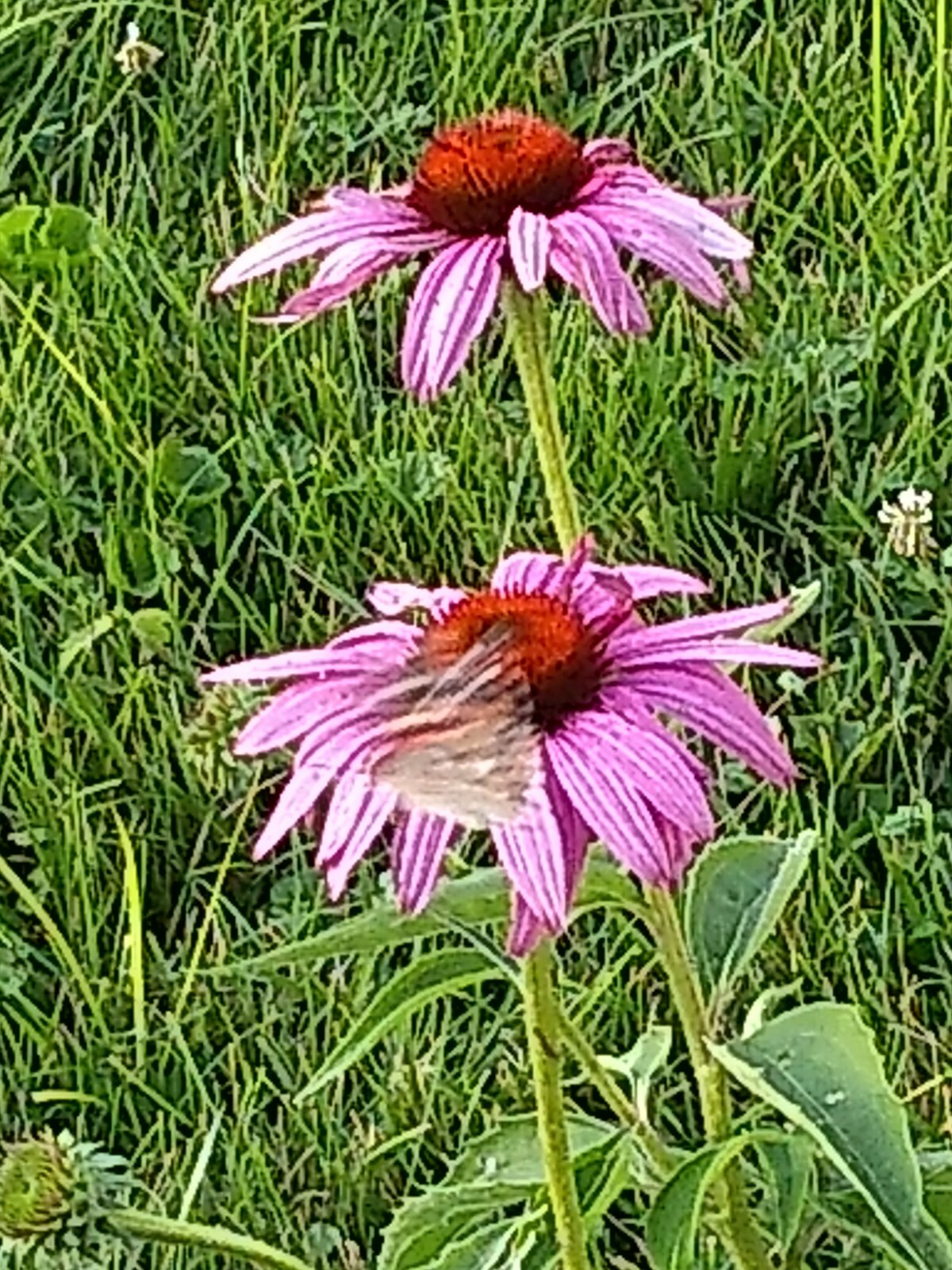 75+ Echinacea Purple Coneflower Seeds Medicinal Herbal Seeds Wildflower 2021 E1