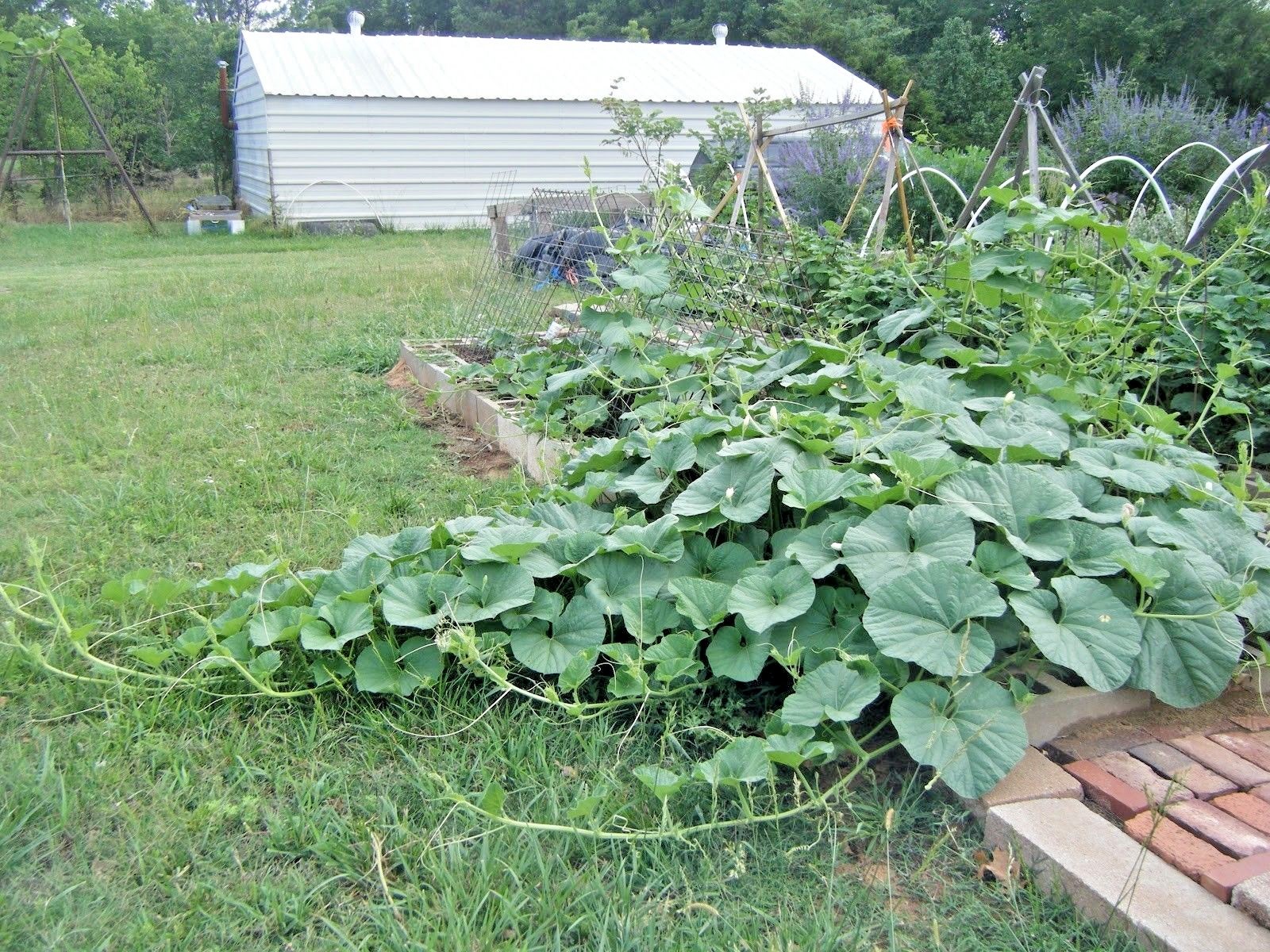 30+SMALL MIXED GOURDS Seeds Hard Shell Type Crafts Autumn Decoration Baskets