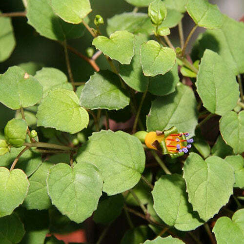 Fuchsia procumbens | Creeping, Climbing or Trailing Fuchsia | 5 Seeds