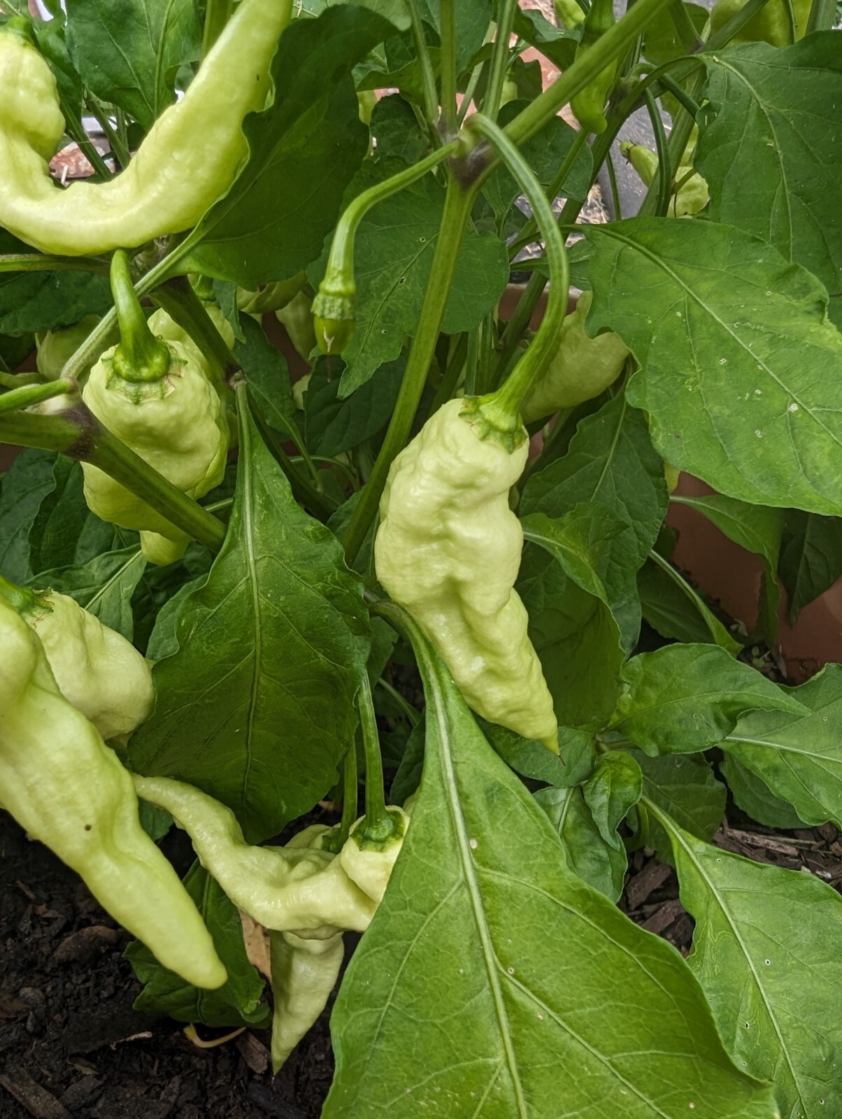 White Ghost ( mixed shape ) pepper ~~ 25 seeds