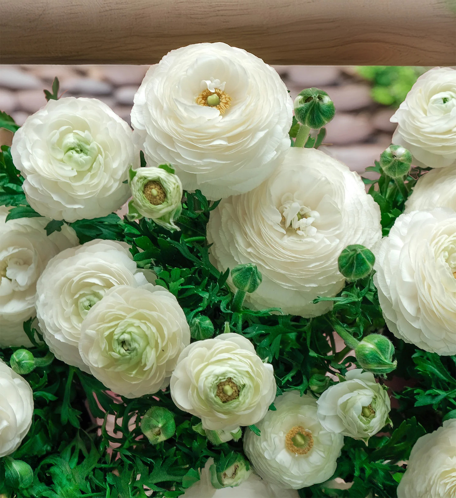 White Ranunculus – 10 bulbs