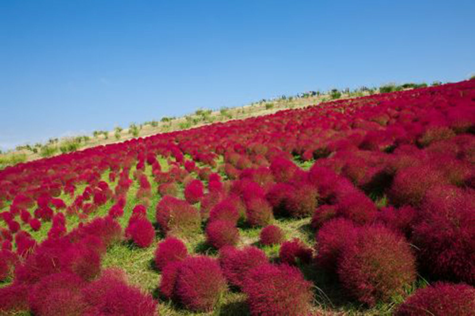 Burning Bush Seeds 50+ (Kochia Trichophylla) RED BUSH Patio Containers or Hedge