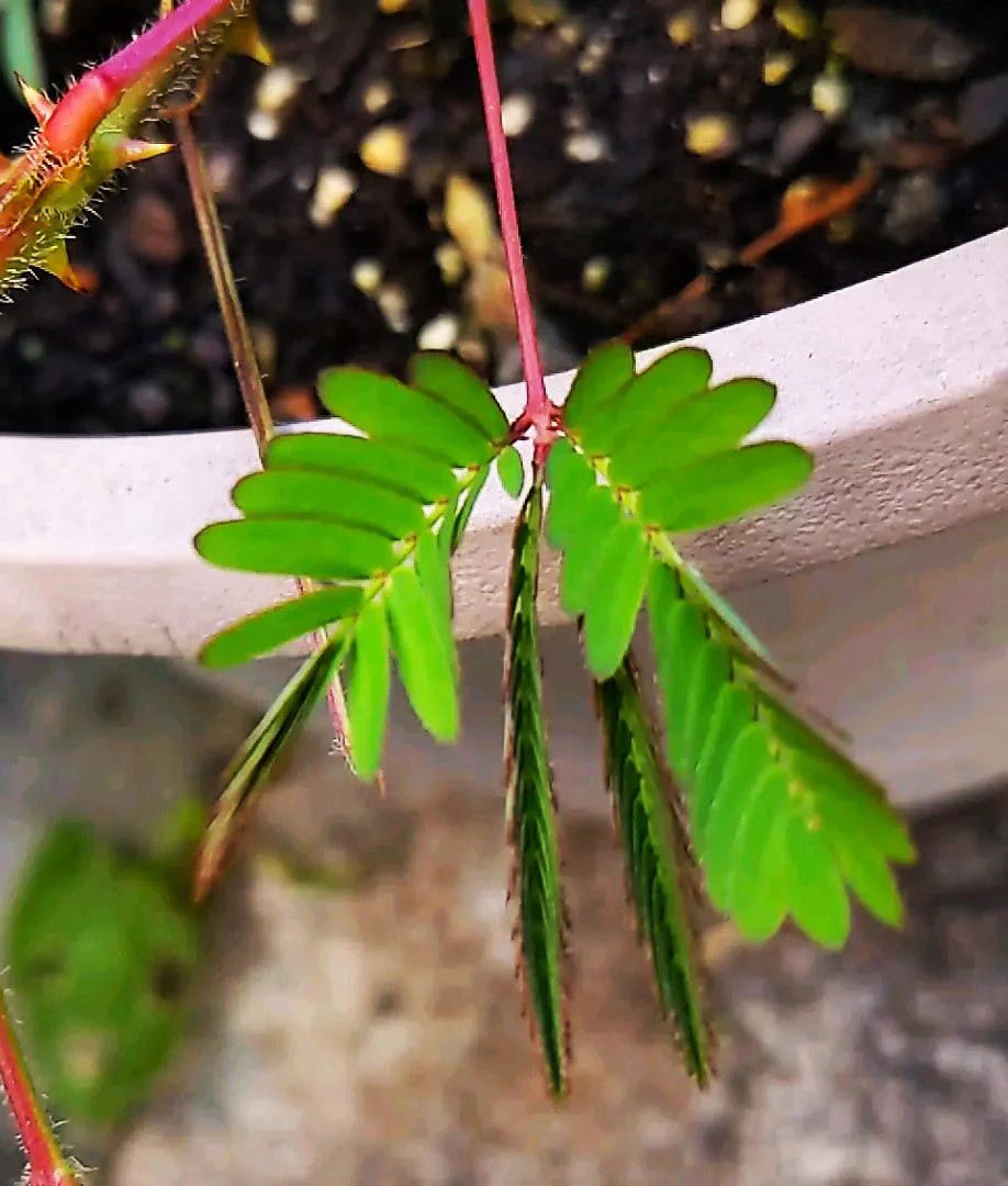 Sensitive Plant (Shameplant) Seeds – For 2025 Planting React To Touch
