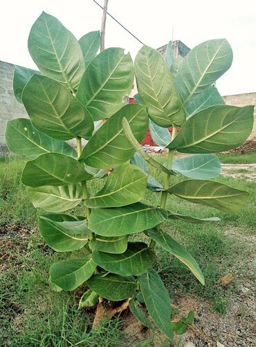 Calotropis procera | Sodom Apple | 20 Seeds
