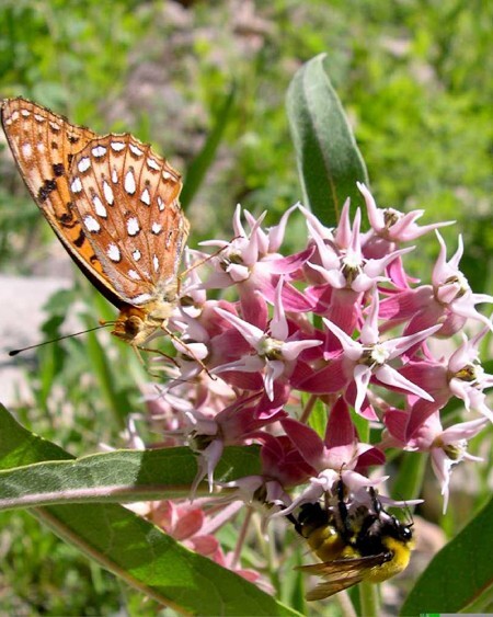 100 seeds SHOWY MILKWEED Asclepias attracts butterflies +gift