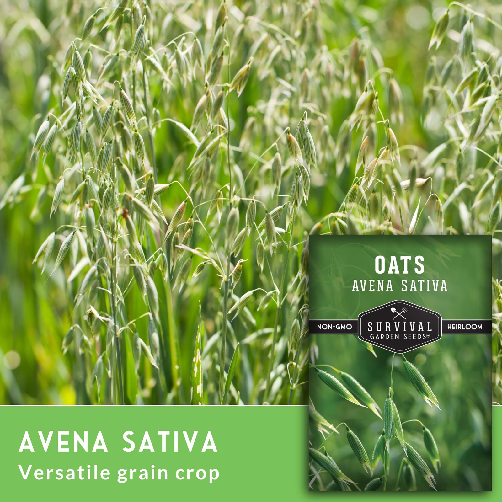 Heirloom Oat Seeds for Planting Medicinal Herb, Tea, & Cover Crops 5 Packs