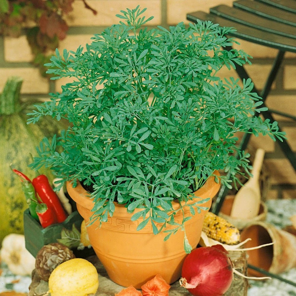 300+ Rue Seeds – Common Herb — Insect Repellent ———– Heirloom – Organic