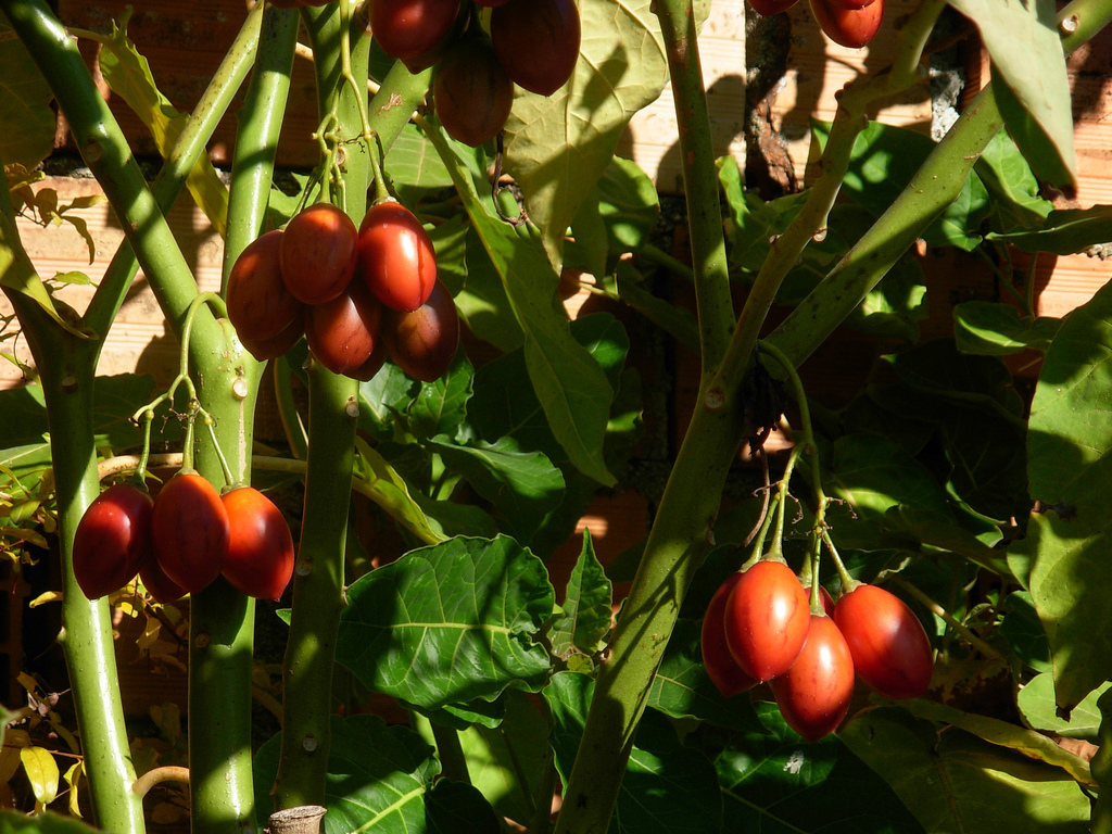 Cyphomandra betacea Tree tomato or tamarillo 10 seeds