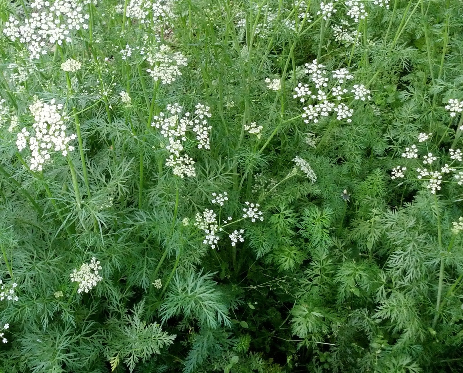 Cumin Seeds- Heirloom Herb- 500+ 2018 Seeds $1.69 Max Shipping!