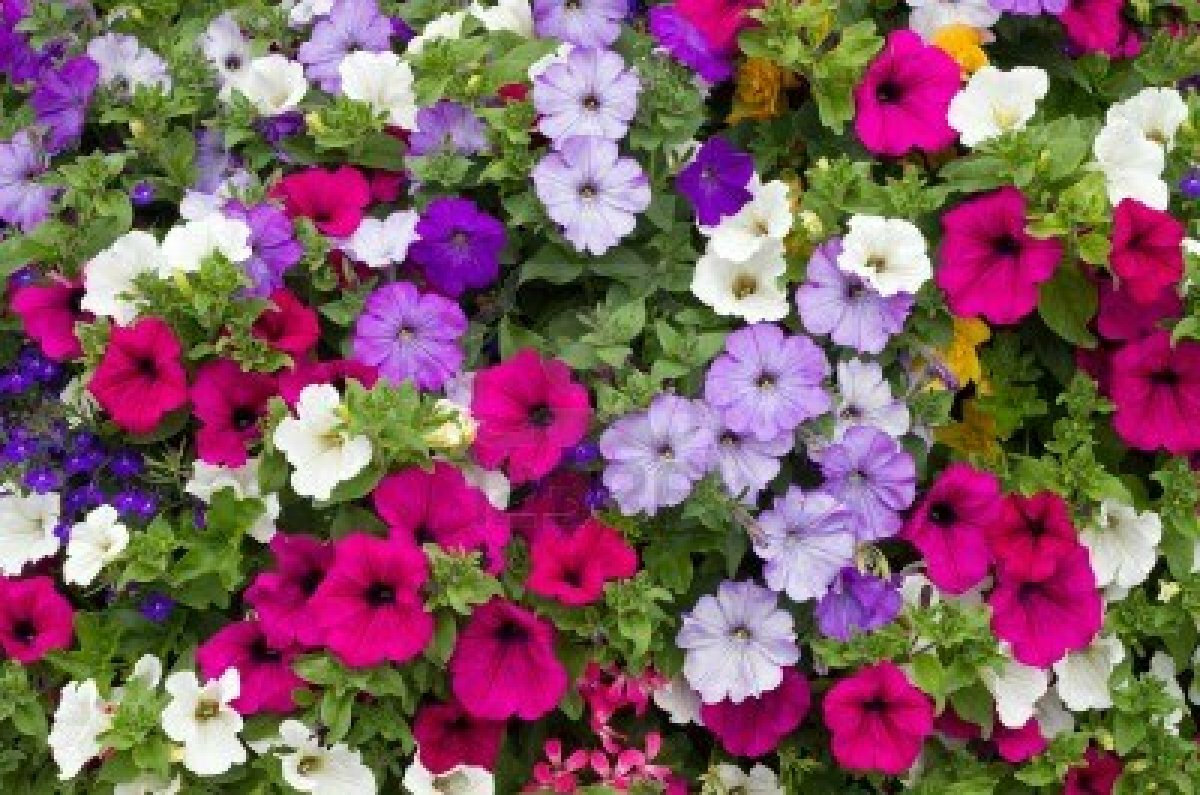 2000+Dwarf PETUNIA MIX Flower Seeds Garden Container Hanging Basket Window Box