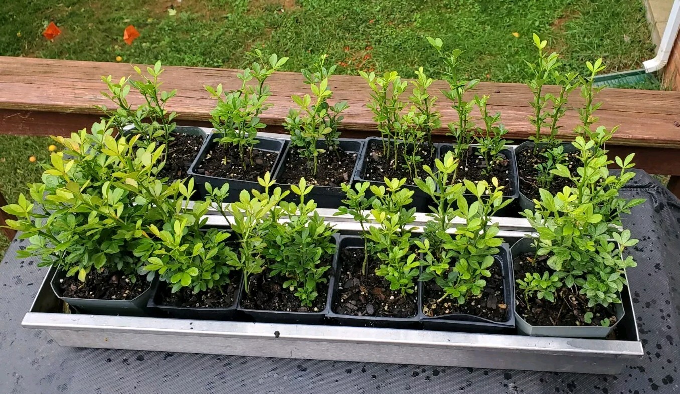 Poncirus Trifoliata Citrus Trifoliate Oranges (25 Ct) Year 1 Seedlings 4-6″ 🍊