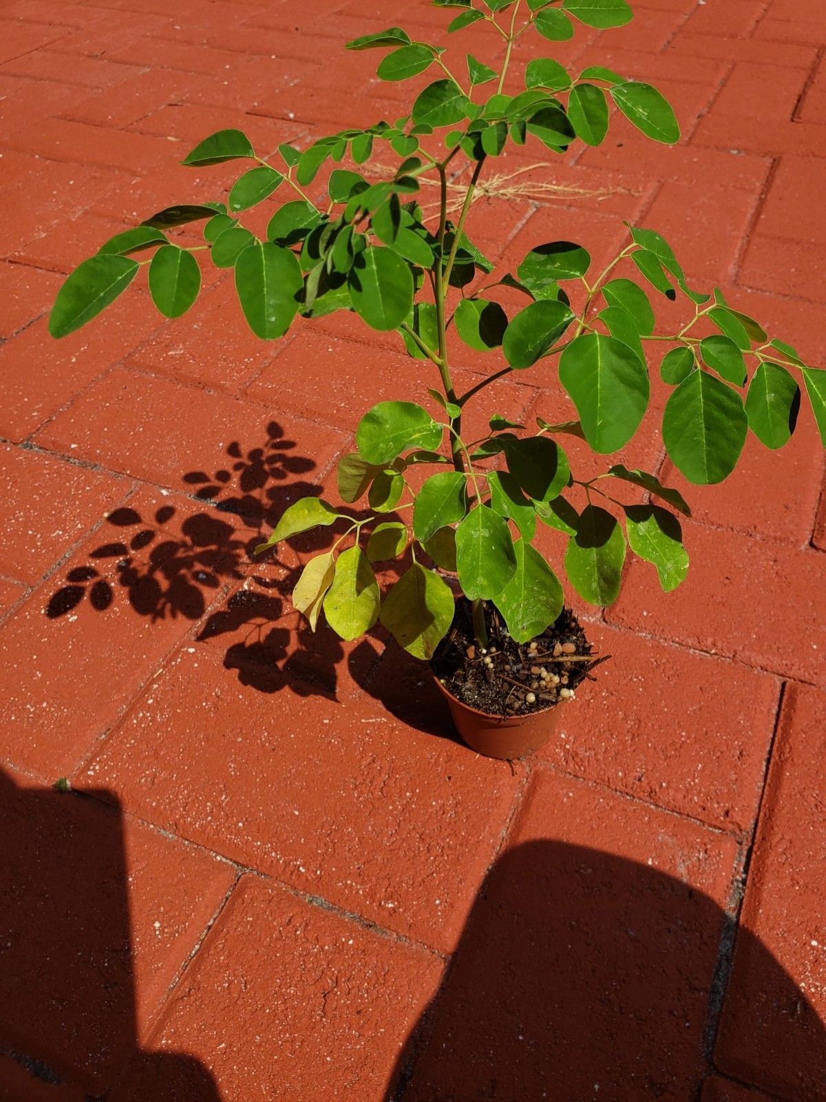 2 Plants MORINGA -Drumstick Organic Plant 6 Plus inches, healthy roots Free Ship