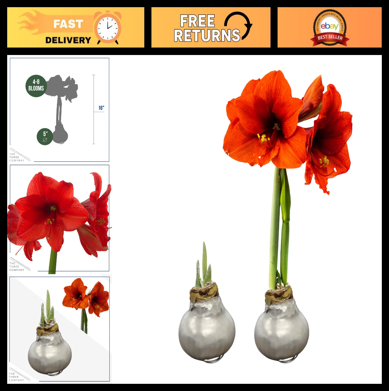 Waxed Amaryllis Bulb 2-Pack – Silver with Red Blooms, Low Maintenance Holiday Gi