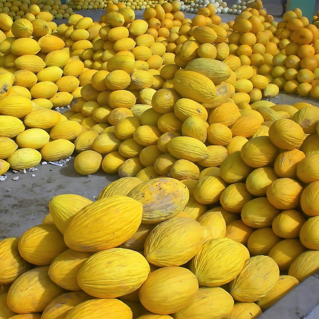 Fresh Delicious Crenshaw Melon Seeds | Yellow | Heirloom Non-GMO | Fruit Seeds